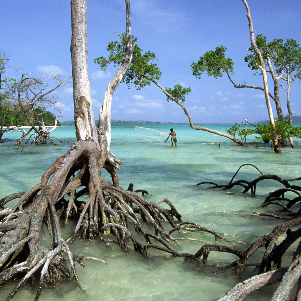 Необычные деревья на Андаманских островах