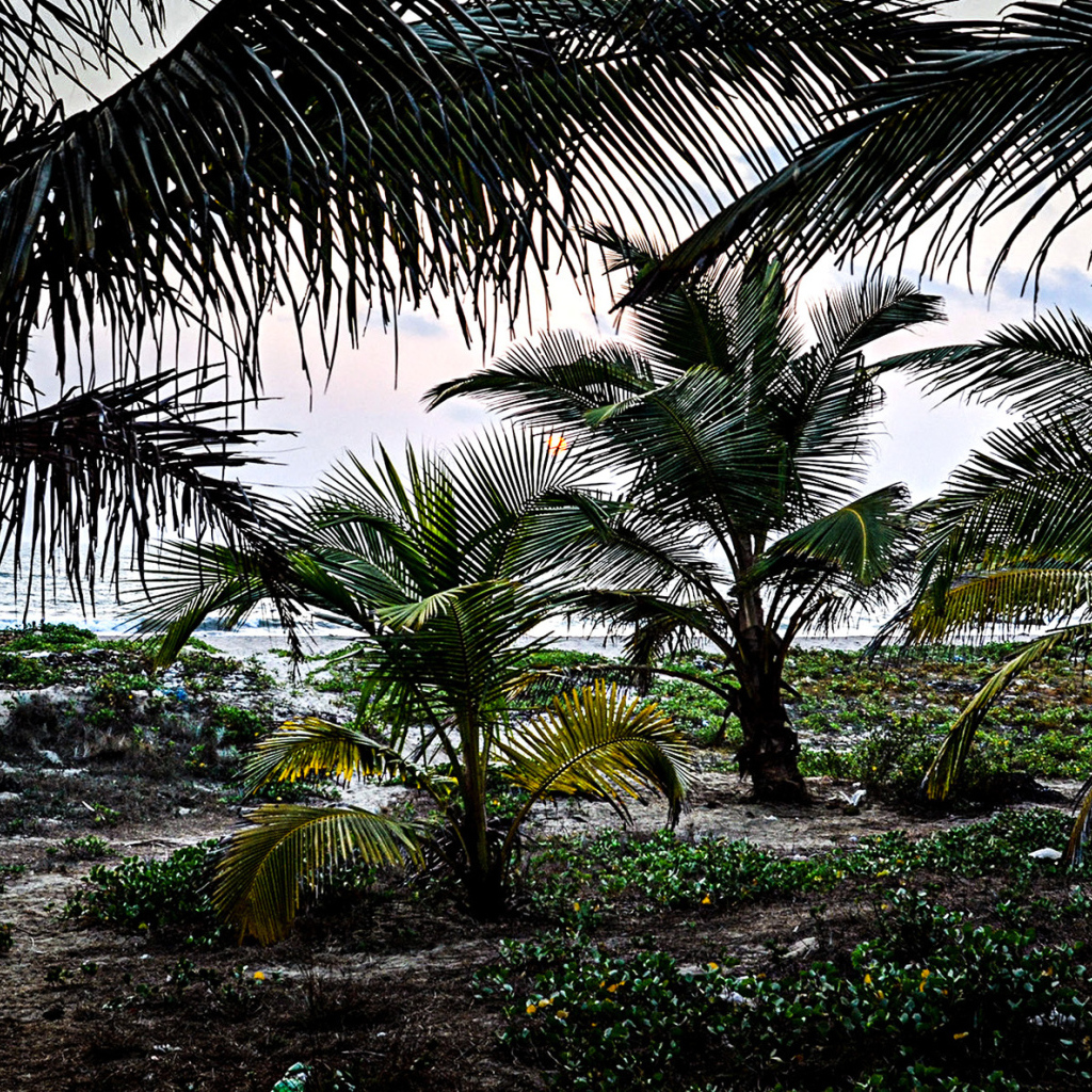 Растительность в Гоа