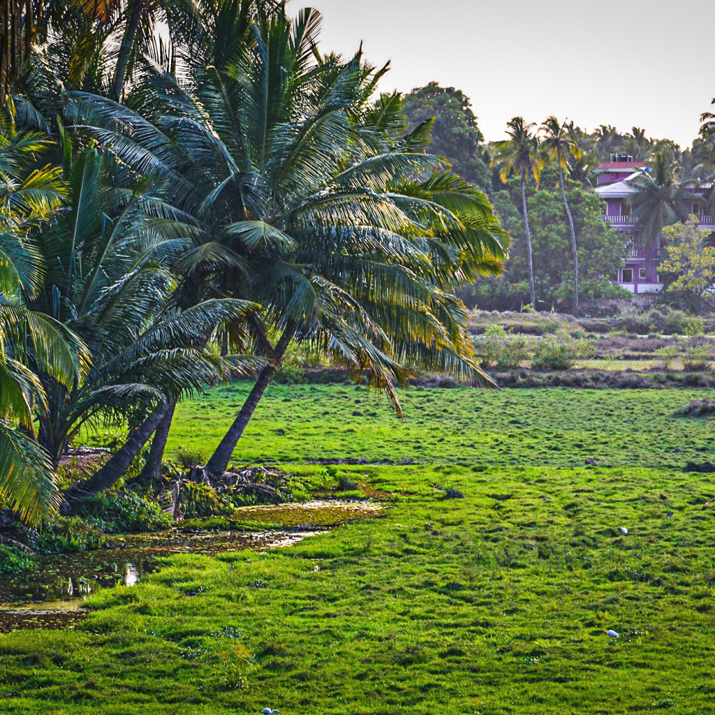 Чудесная природа в Гоа