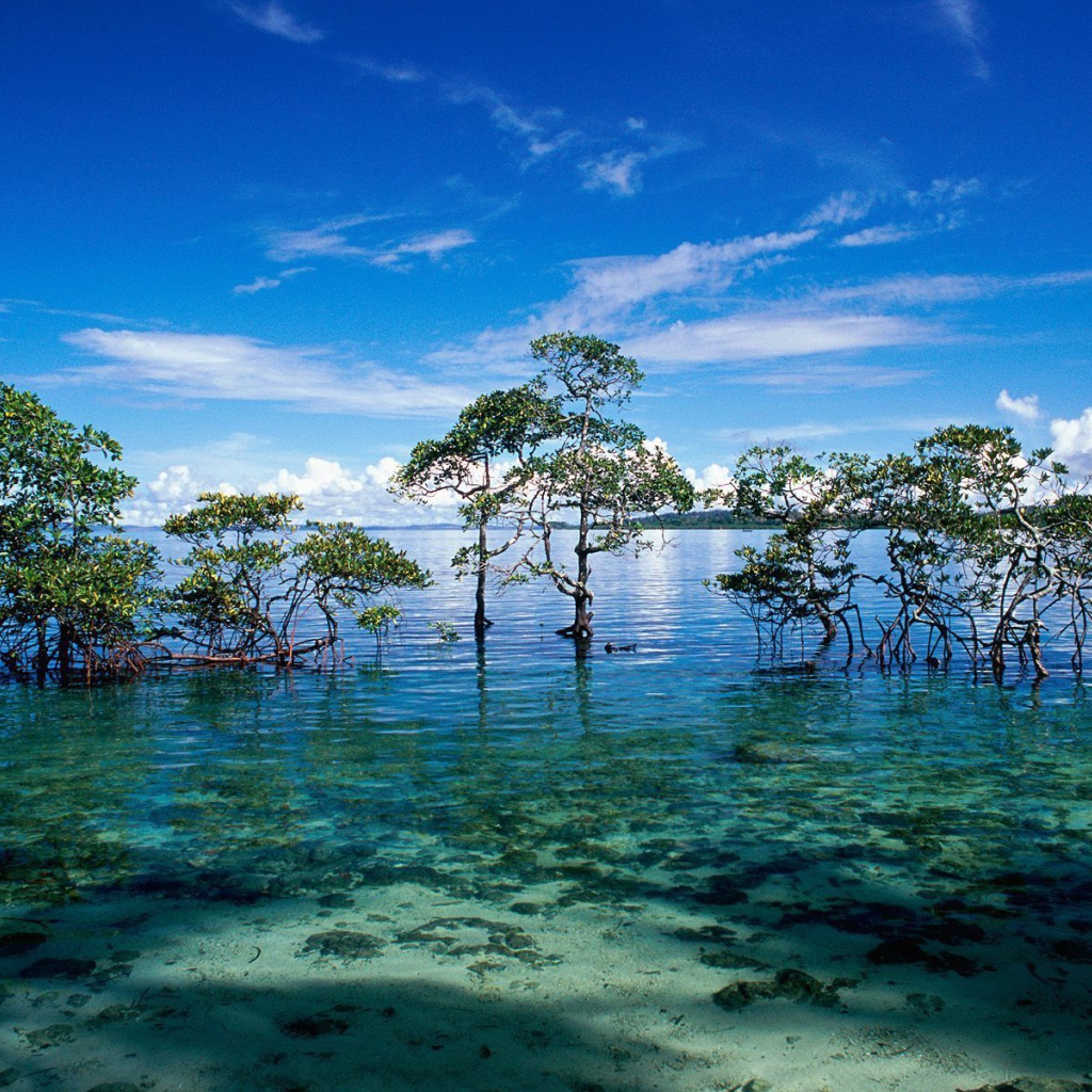 Чудесная природа на Андаманских островах