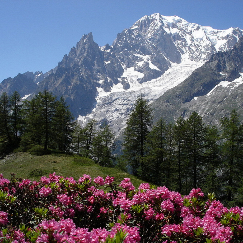 Цветы в горах на горнолыжном курорте Курмайор, Италия