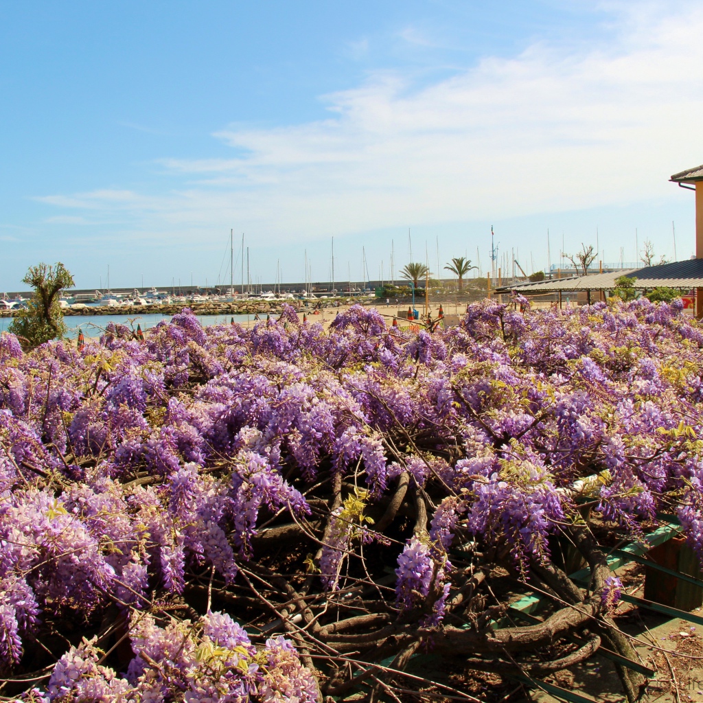 Цветы на пляже в Сан Ремо, Италия
