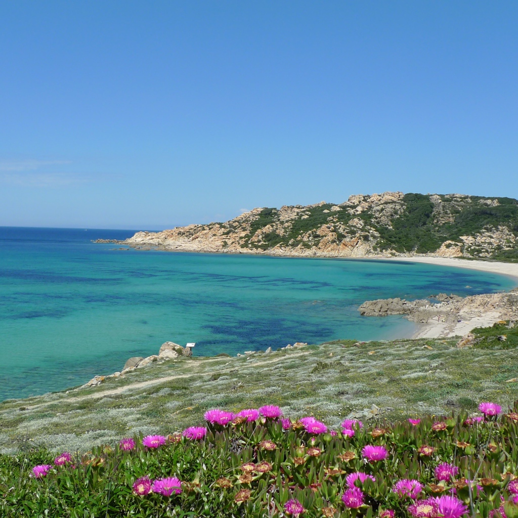 Цветы на берегу моря на острове Сардиния, Италия
