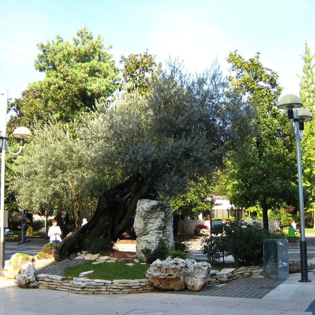 Маслина на улице на курорте Абано Терме, Италия