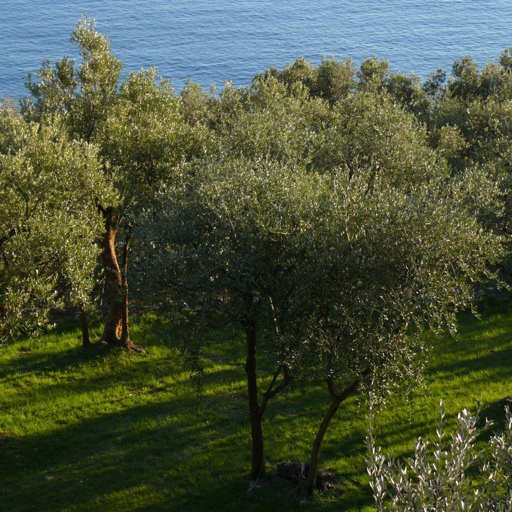 Оливковые деревья на фоне моря в Лигурии, Италия