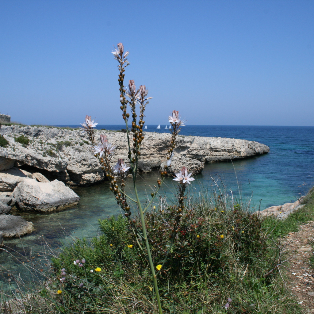 Скалистый берег в Санто Стефано аль Маре, Италия