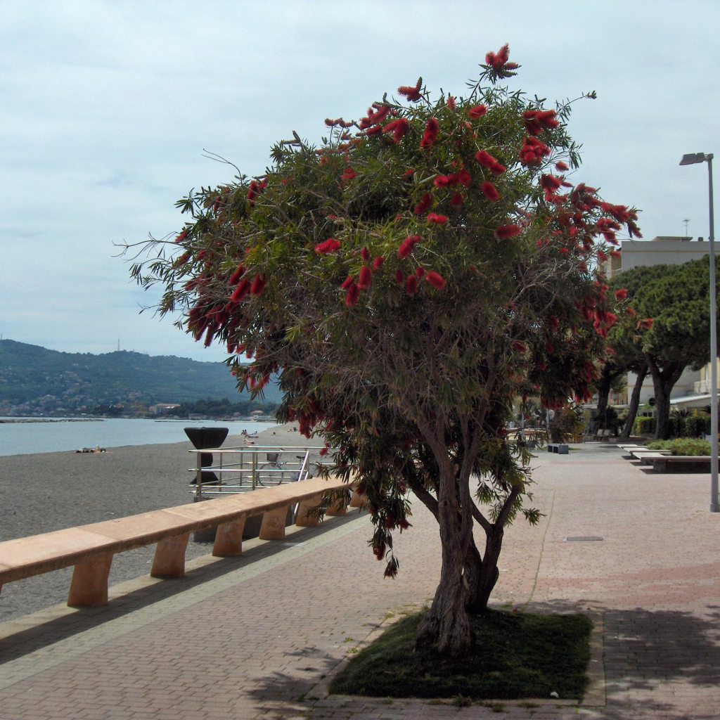 Дерево на пляже на курорте Сан Бартоломео Аль Маре, Италия