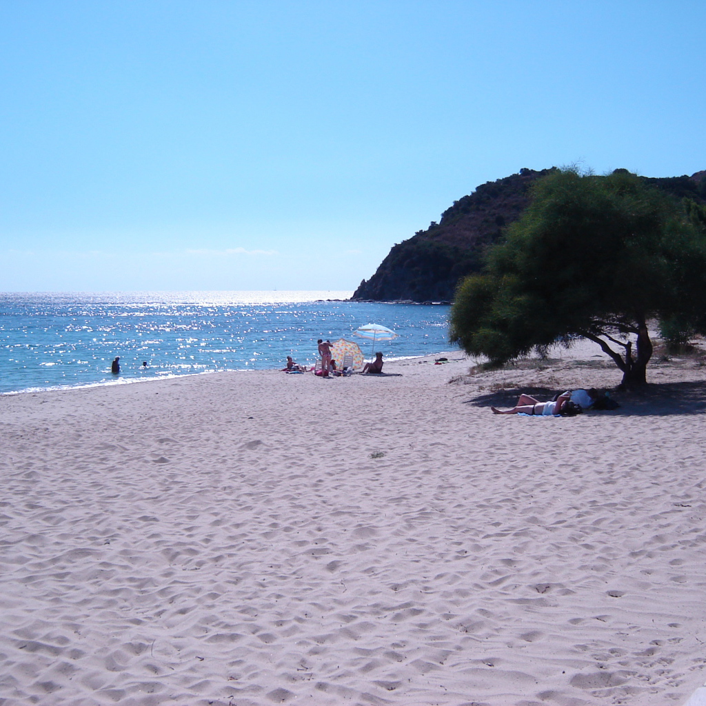 Дерево на пляже на курорте Вилласимиус, Италия