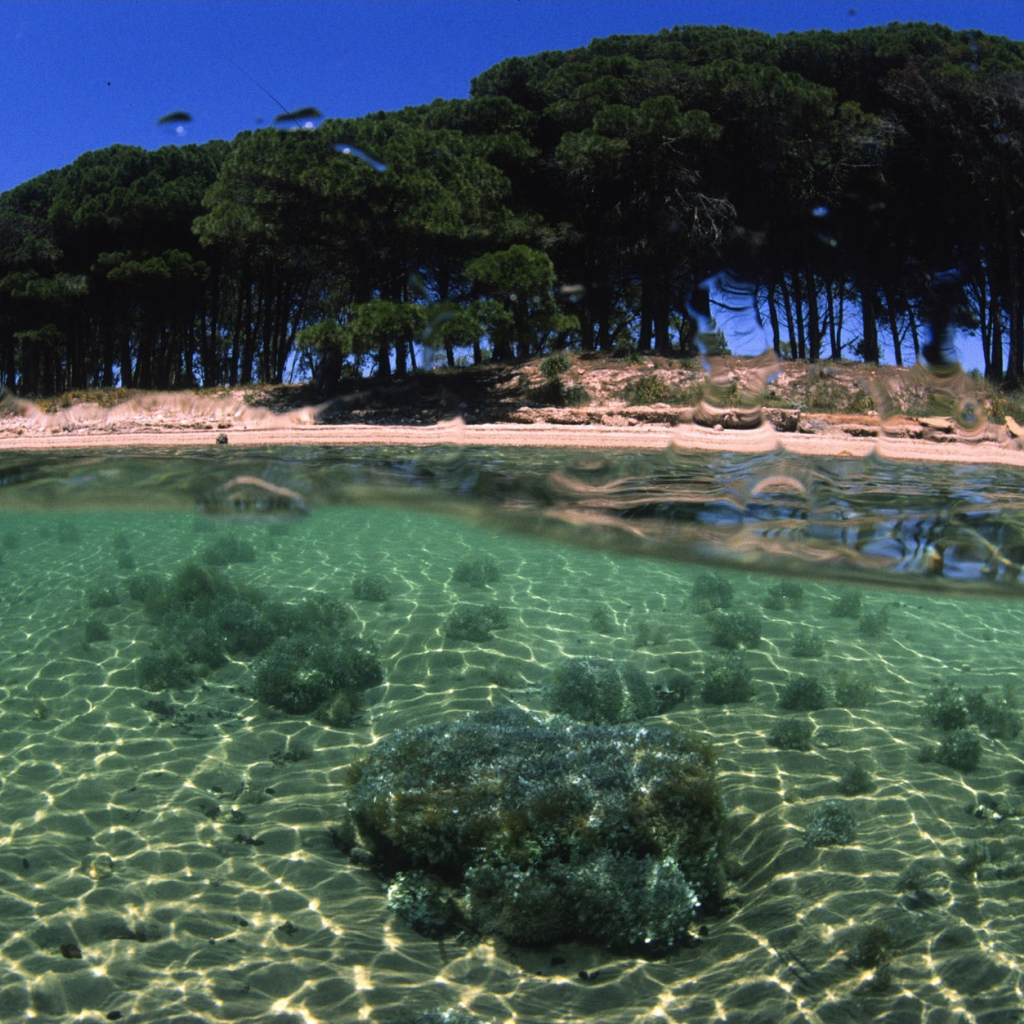 Деревья на берегу на острове Сардиния, Италия