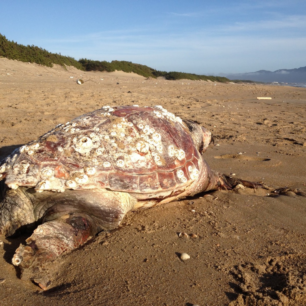 Черепаха на пляже на курорте Сабаудия, Италия