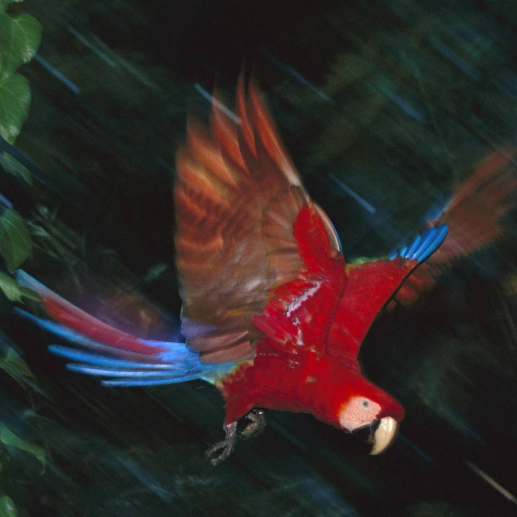 Прекрасная птица в Перу