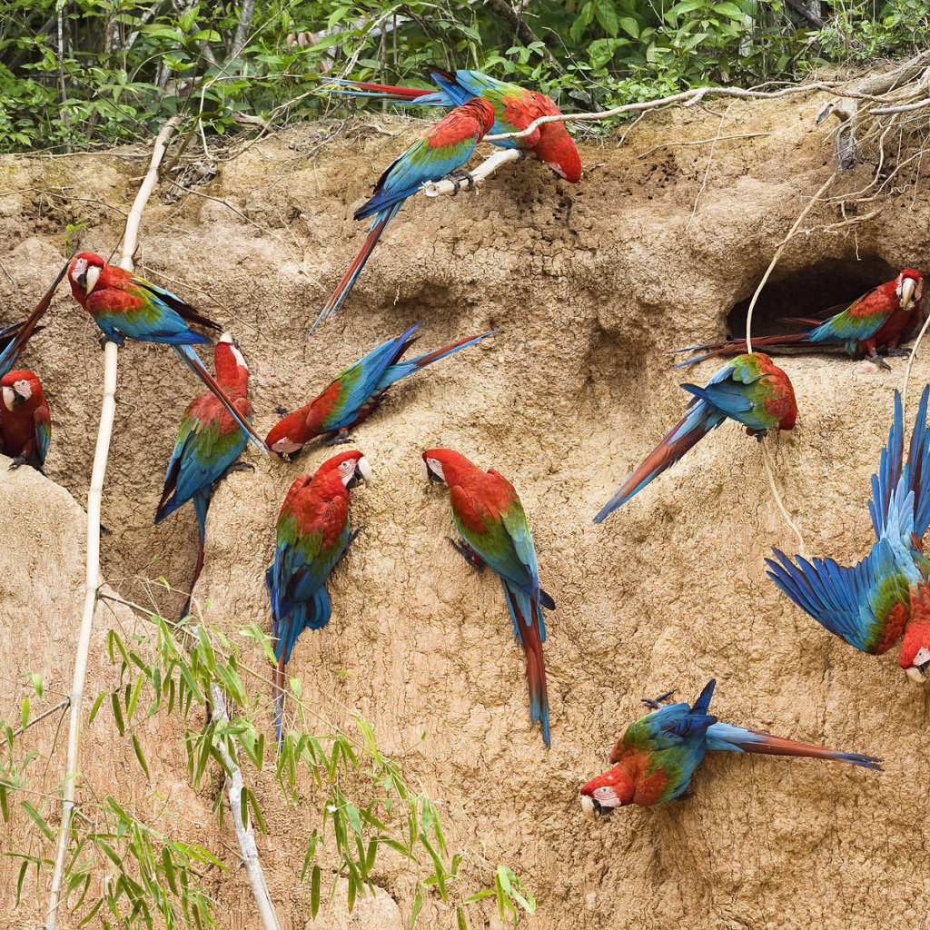 Птицы в Перу