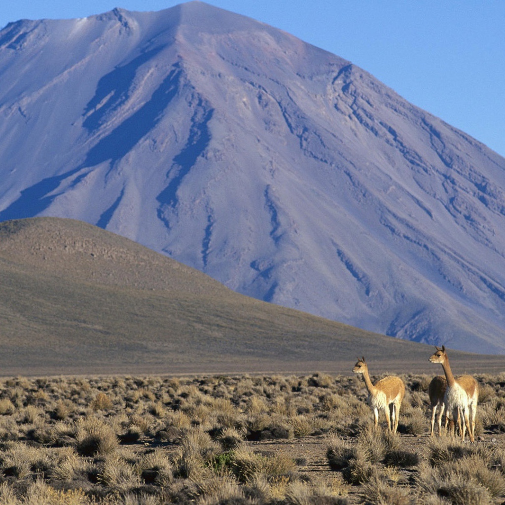 Ламы в Перу