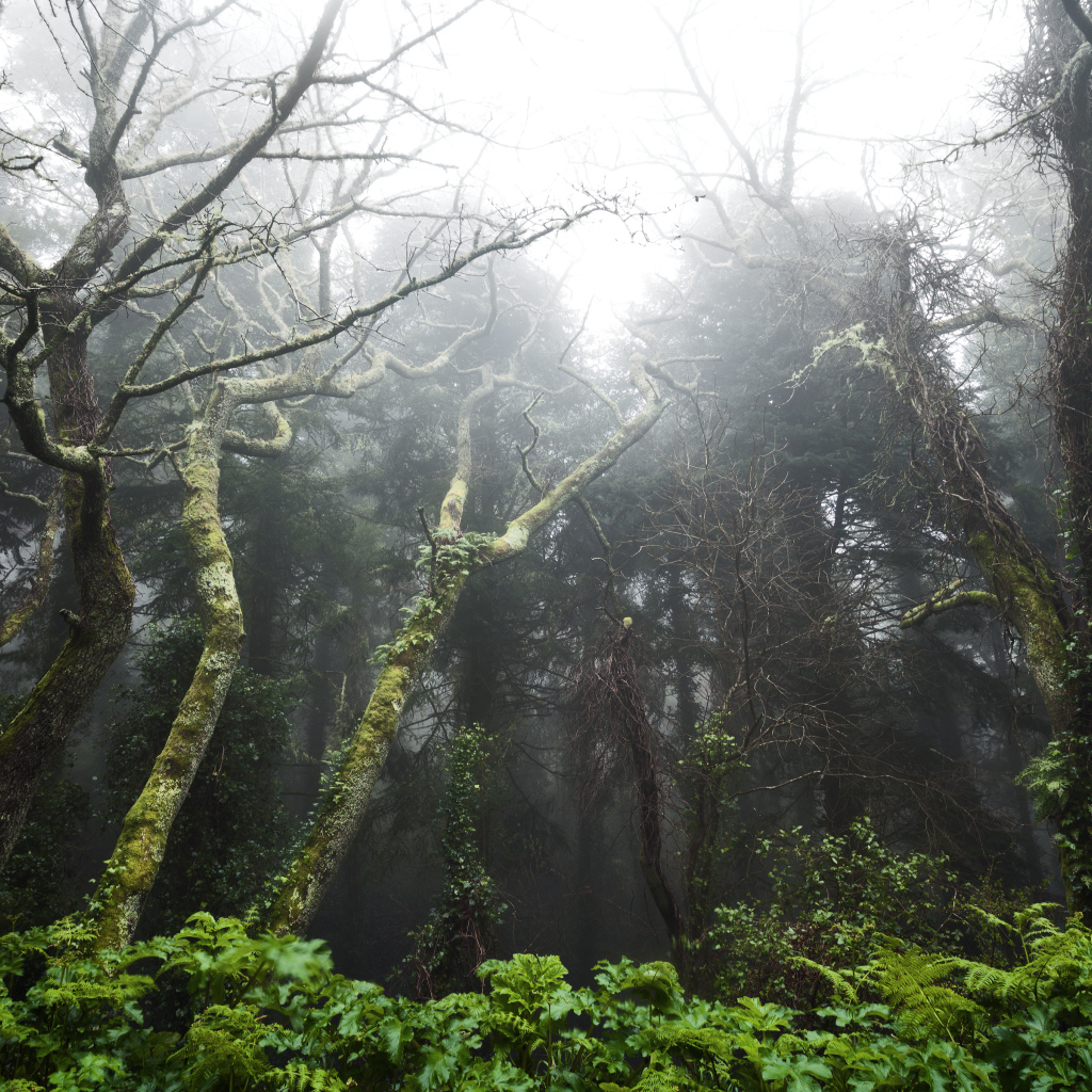Тропический лес в Португалии