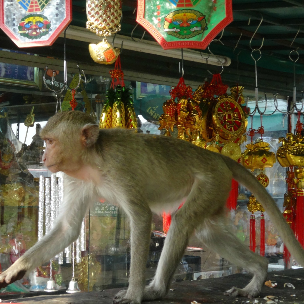 Обезьяна на прилавке на курорте Лопбури, Таиланд