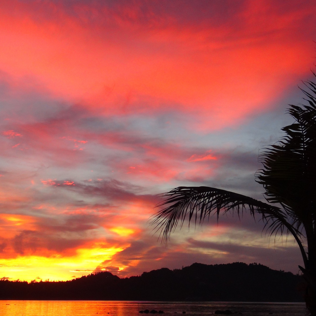 Пальма на фоне заката на острове Панган, Таиланд