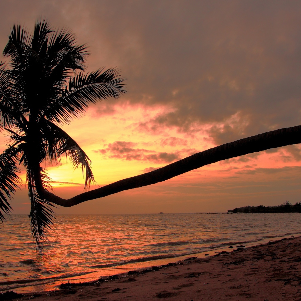 Пальма на пляже на острове Панган, Таиланд