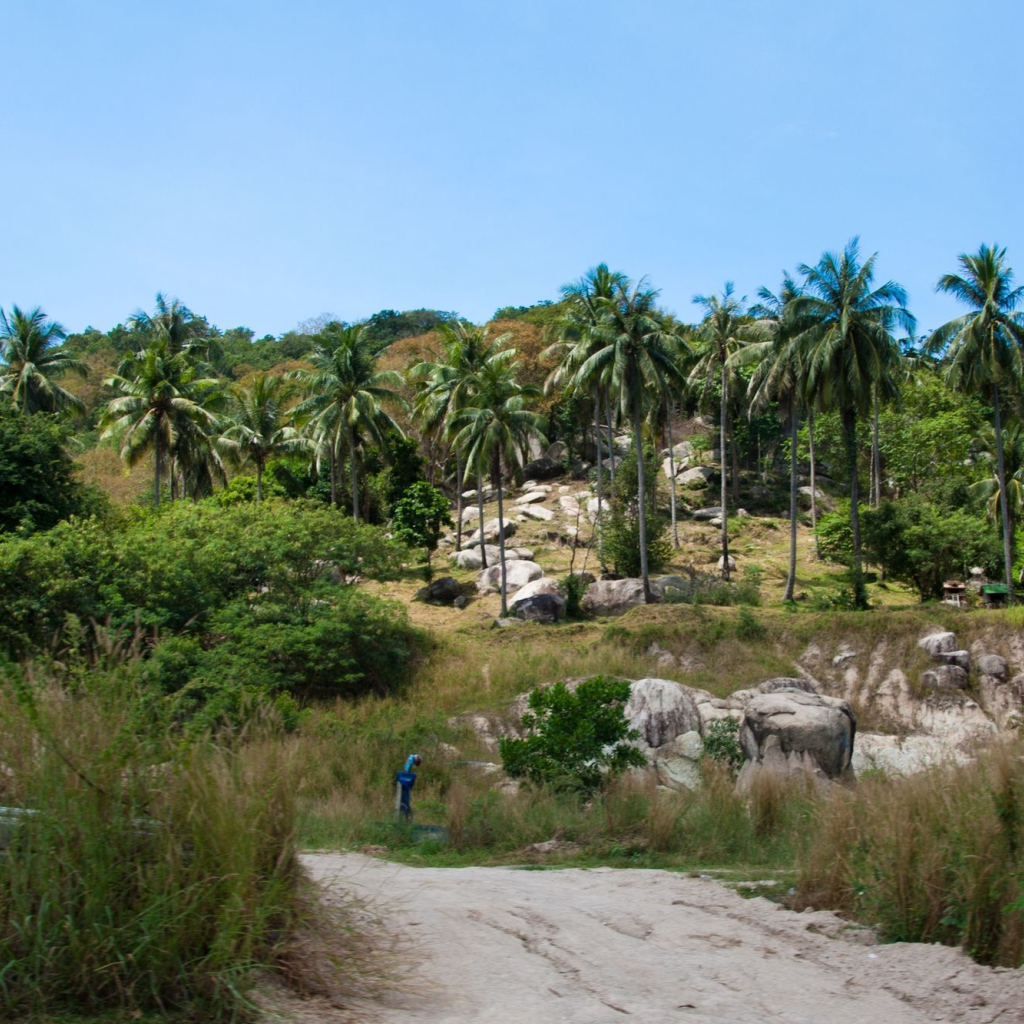 Пальмы на скале на острове Тао, Таиланд