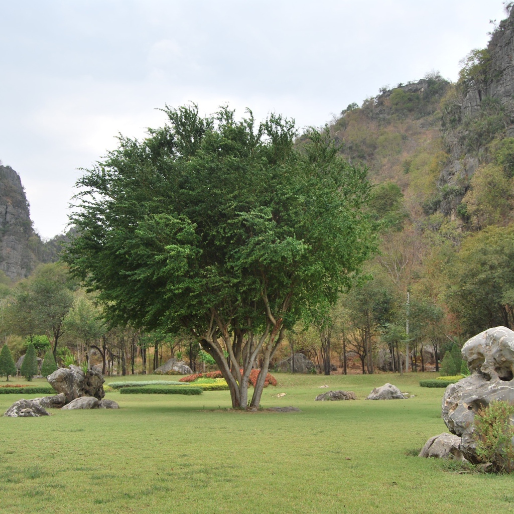 Дерево в парке на курорте Ча Ам, Таиланд