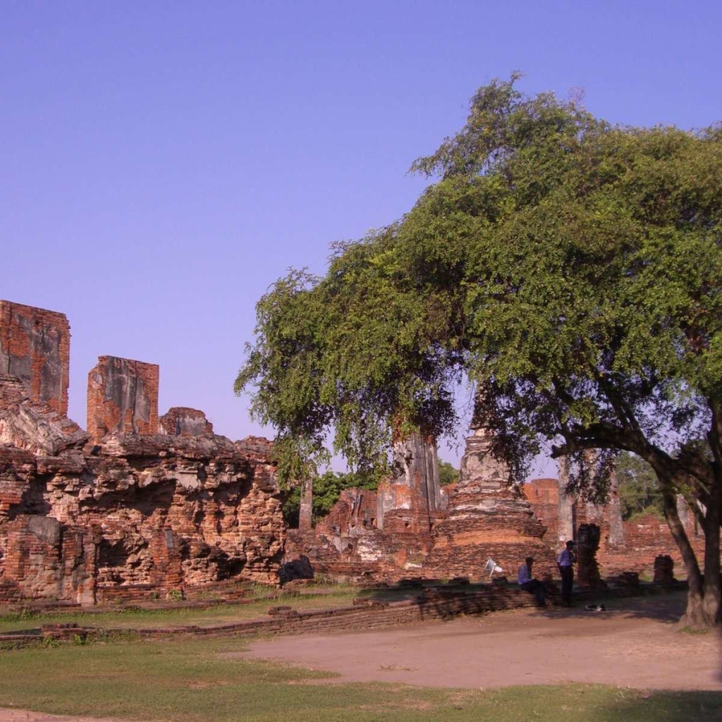 Дерево в храме на курорте Аютайя, Таиланд