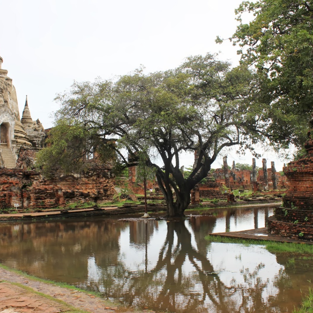 Дерево в воде на курорте Лопбури, Таиланд