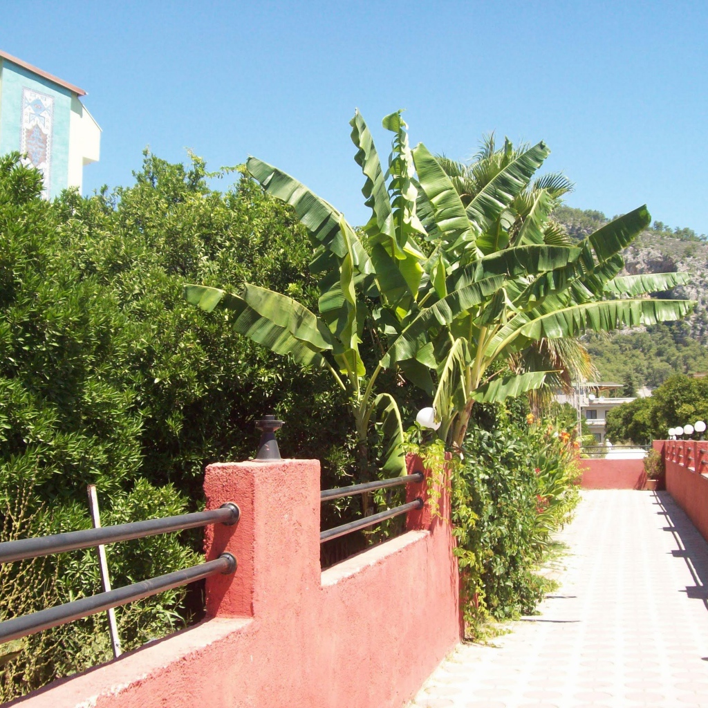 Зеленые растения в Кемере, Турция