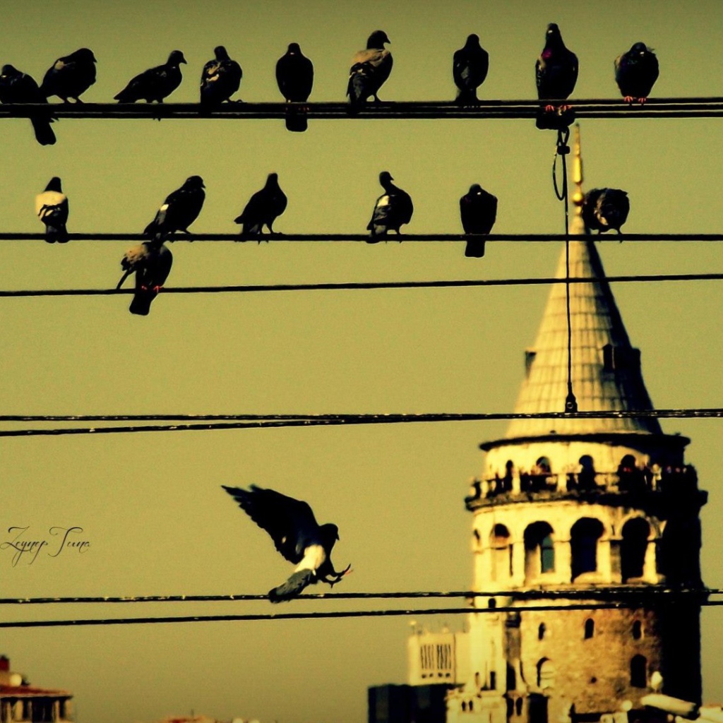 Голуби на проводах в Стамбуле