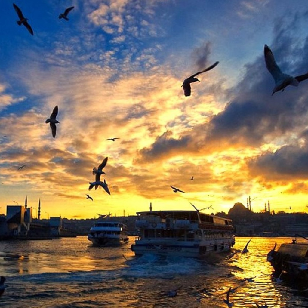 Чайки над бухтой в Стамбуле