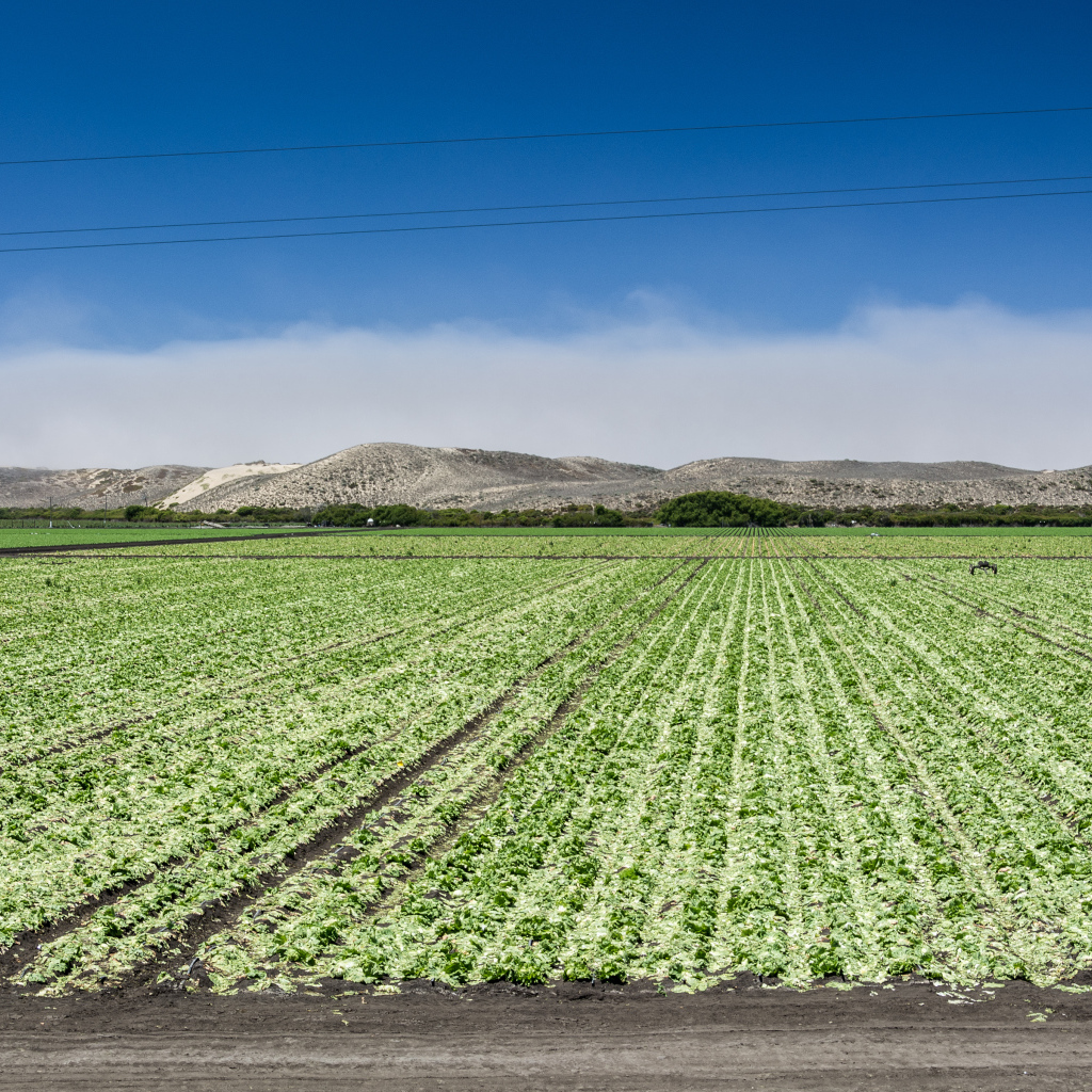Между Монтерей и Санта-Крус, штат Калифорния, США