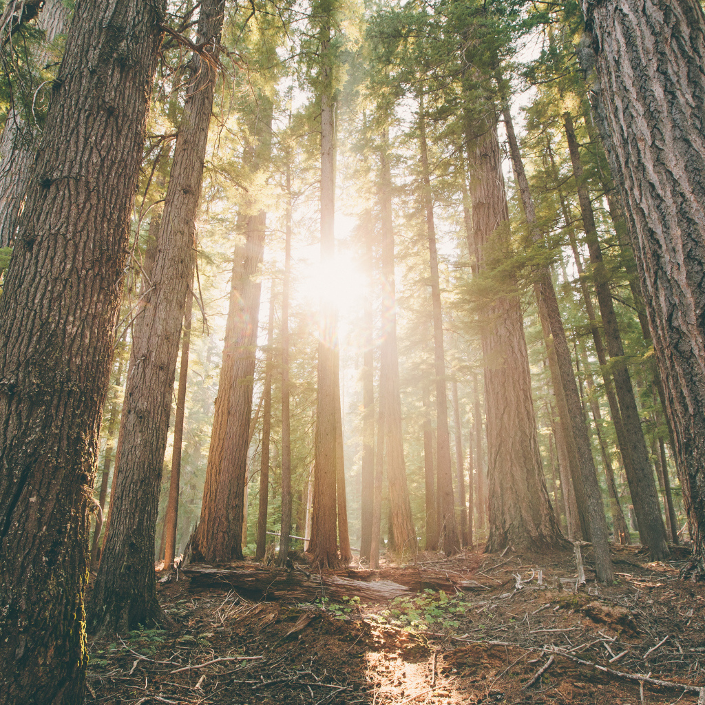 Леса в штате Орегон, США