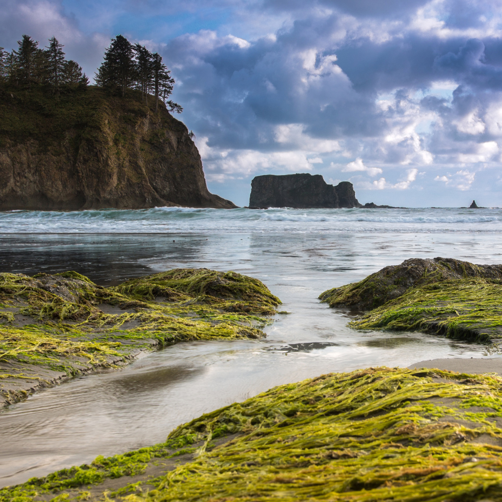 Олимпийский полуостров, Национальный олимпийский парк, Вашингтон, США