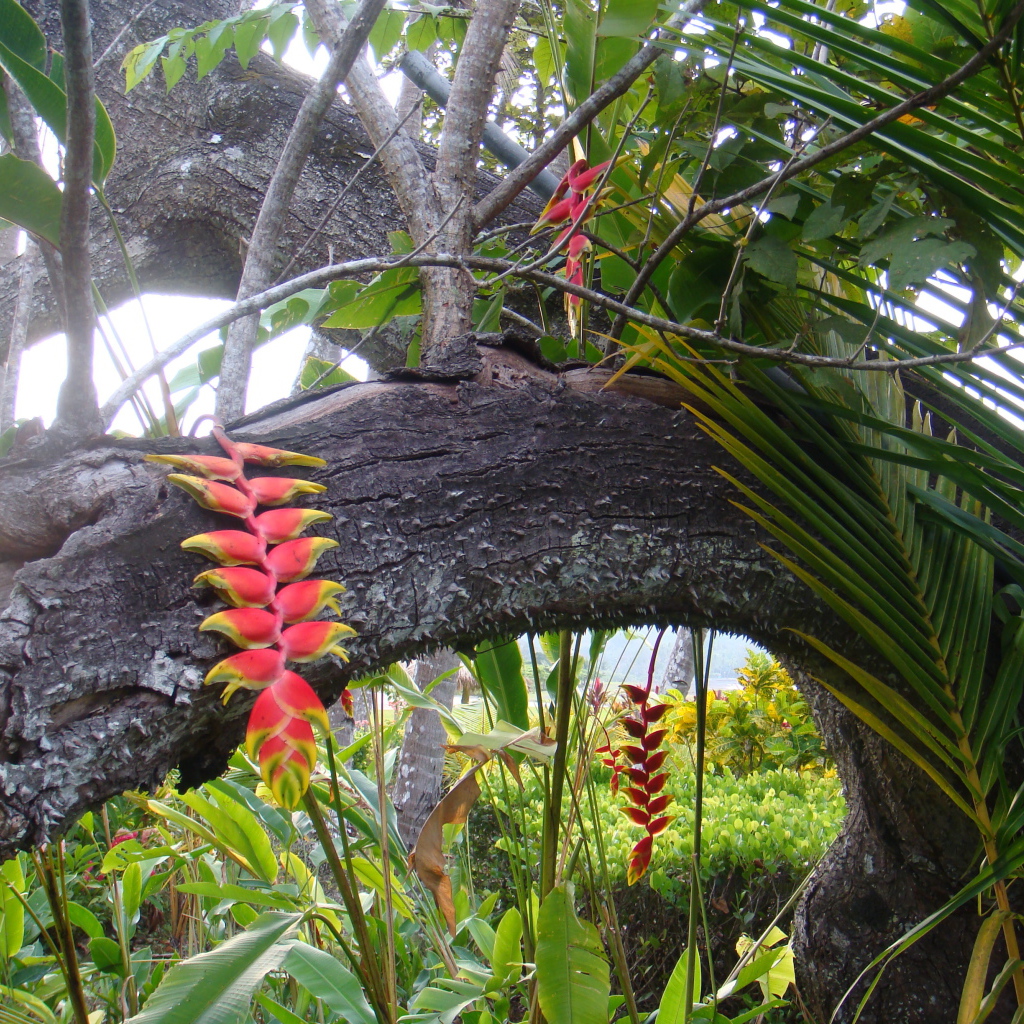 Красивые деревья в Коста-Рике