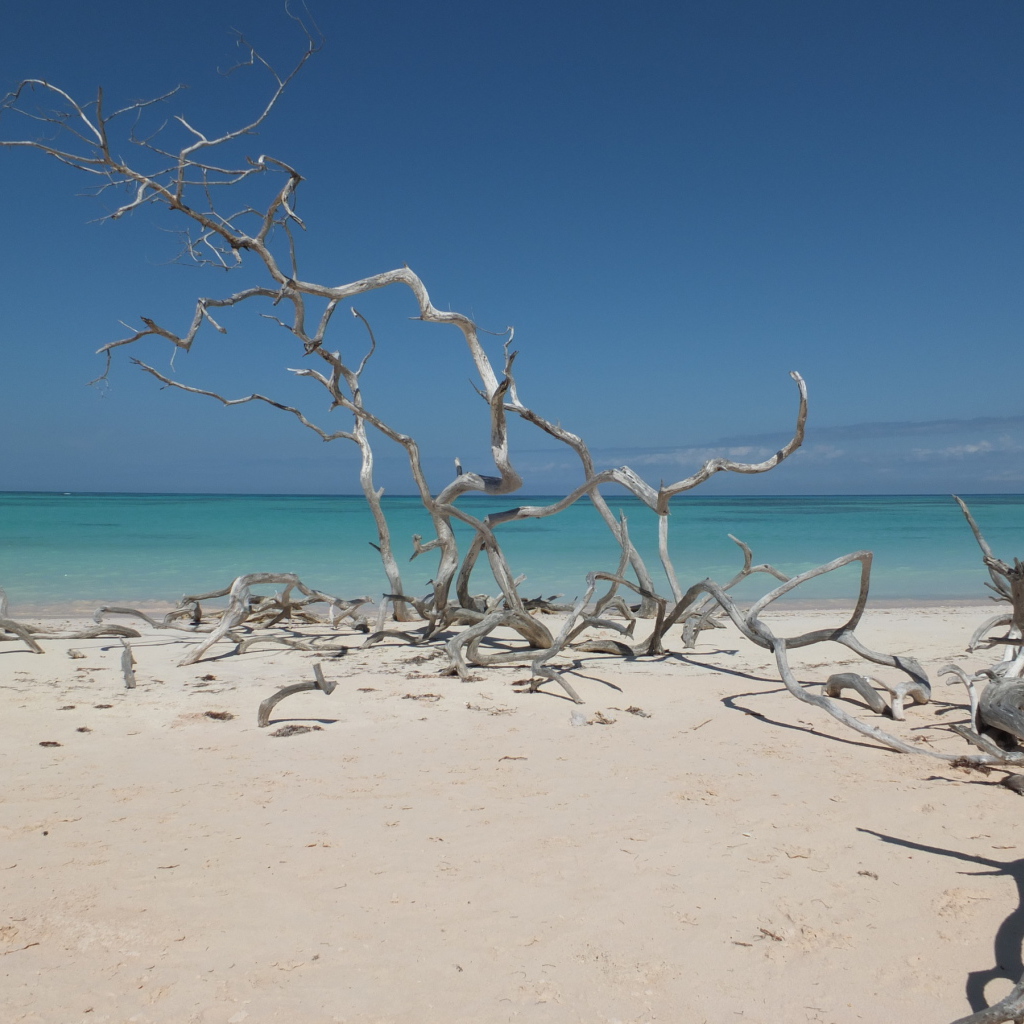 Ветки на пляже на курорте Кайо Санта Мария, Куба
