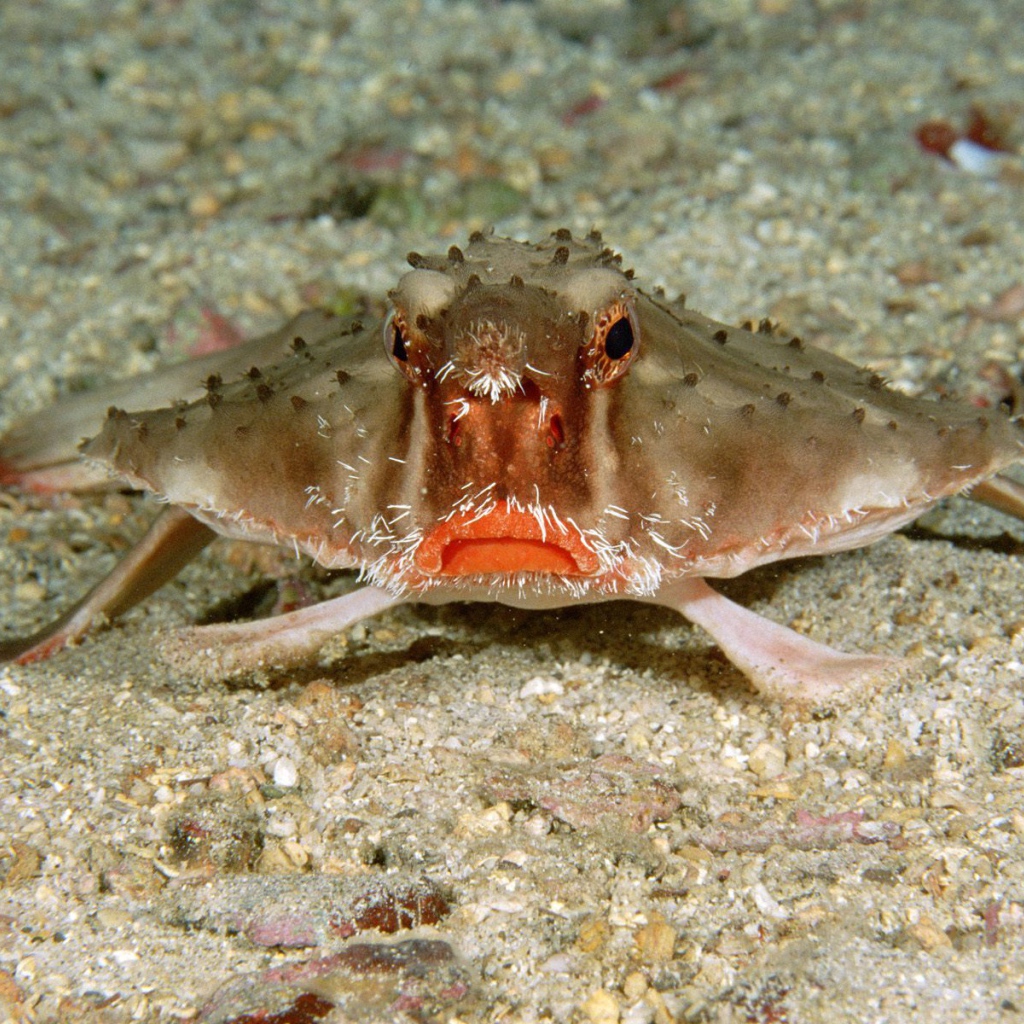 Краб в Коста-Рика