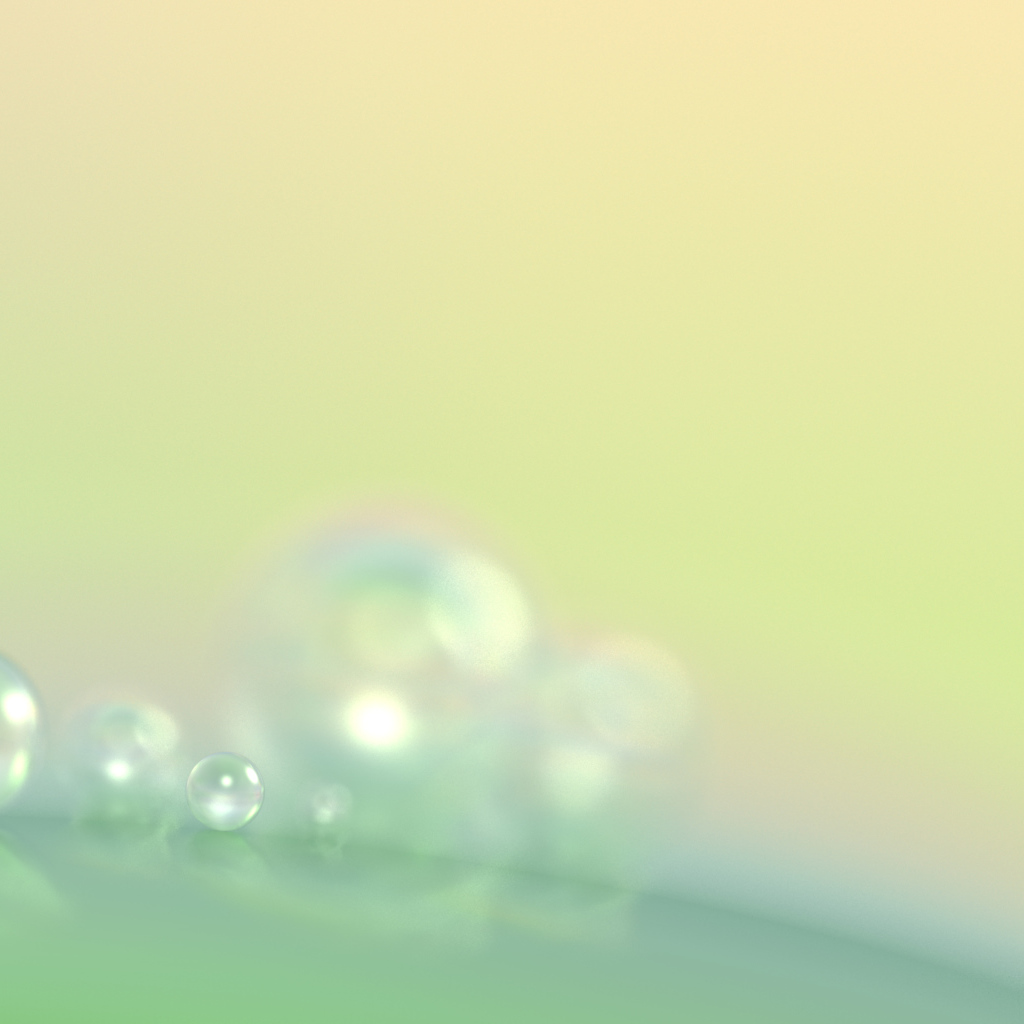 Drops of morning dew