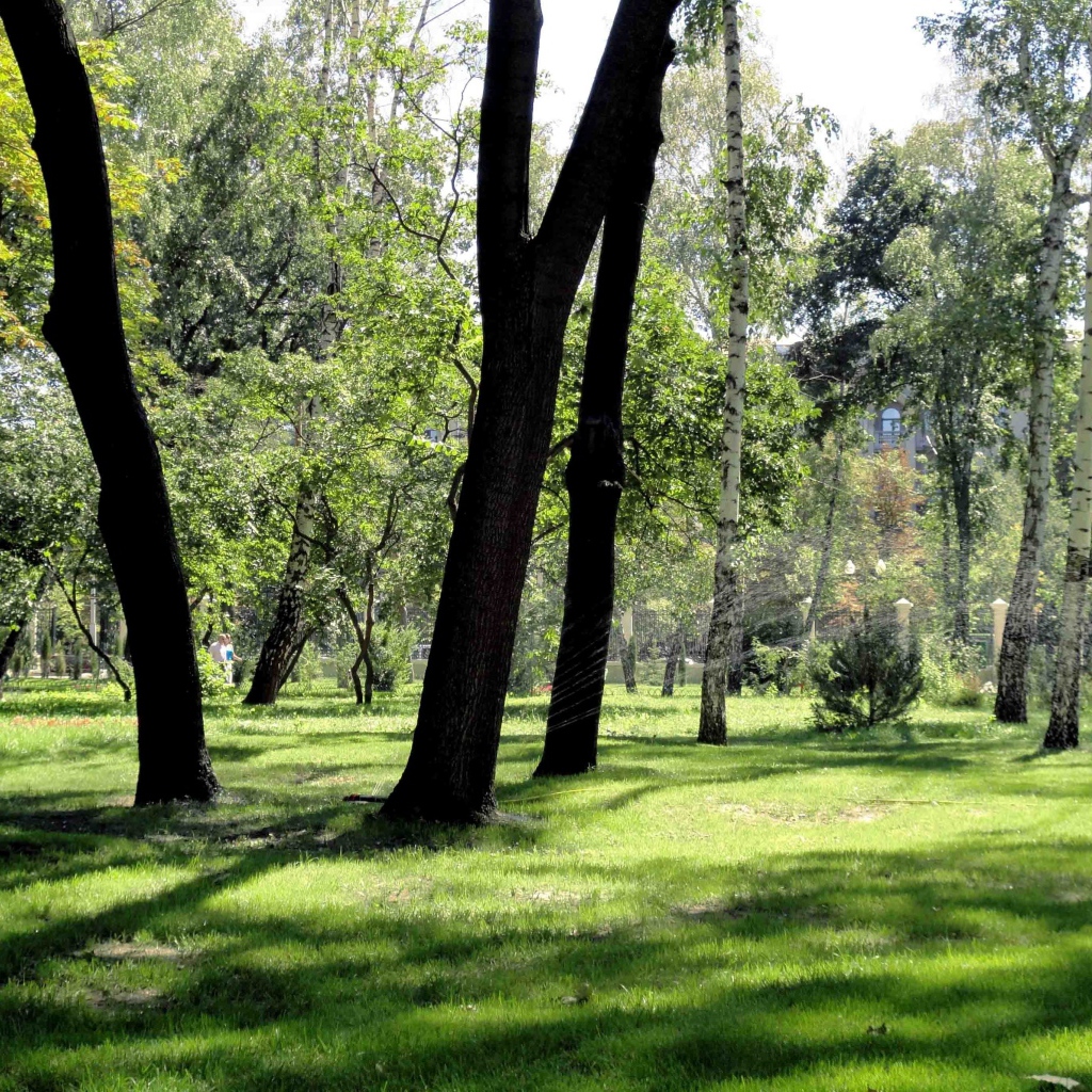 Леса в Харькове