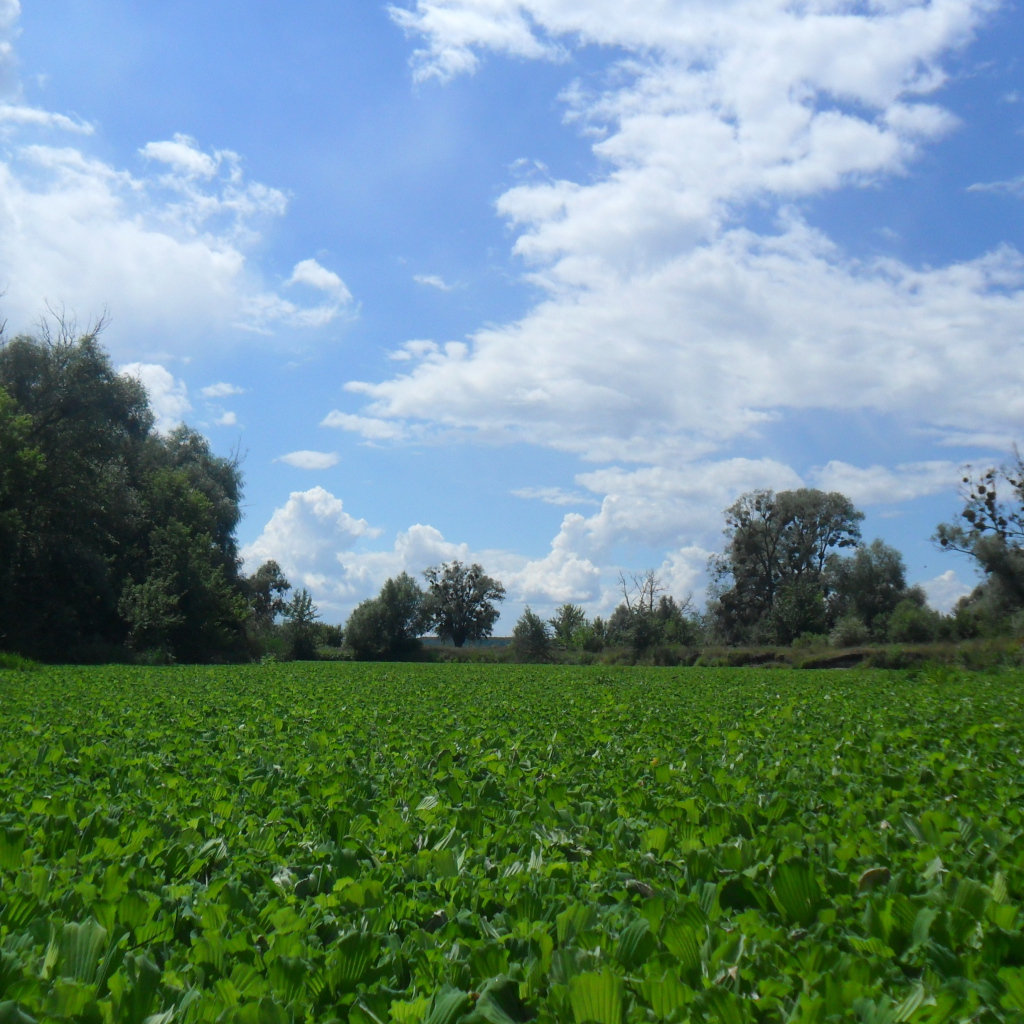 Поляны Харькова