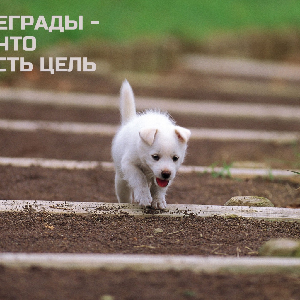 Иди к своей цели