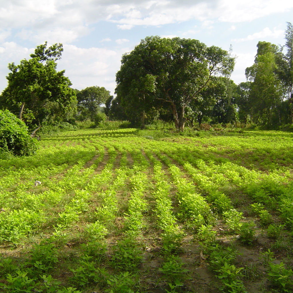 Зеленый пейзаж Гаити