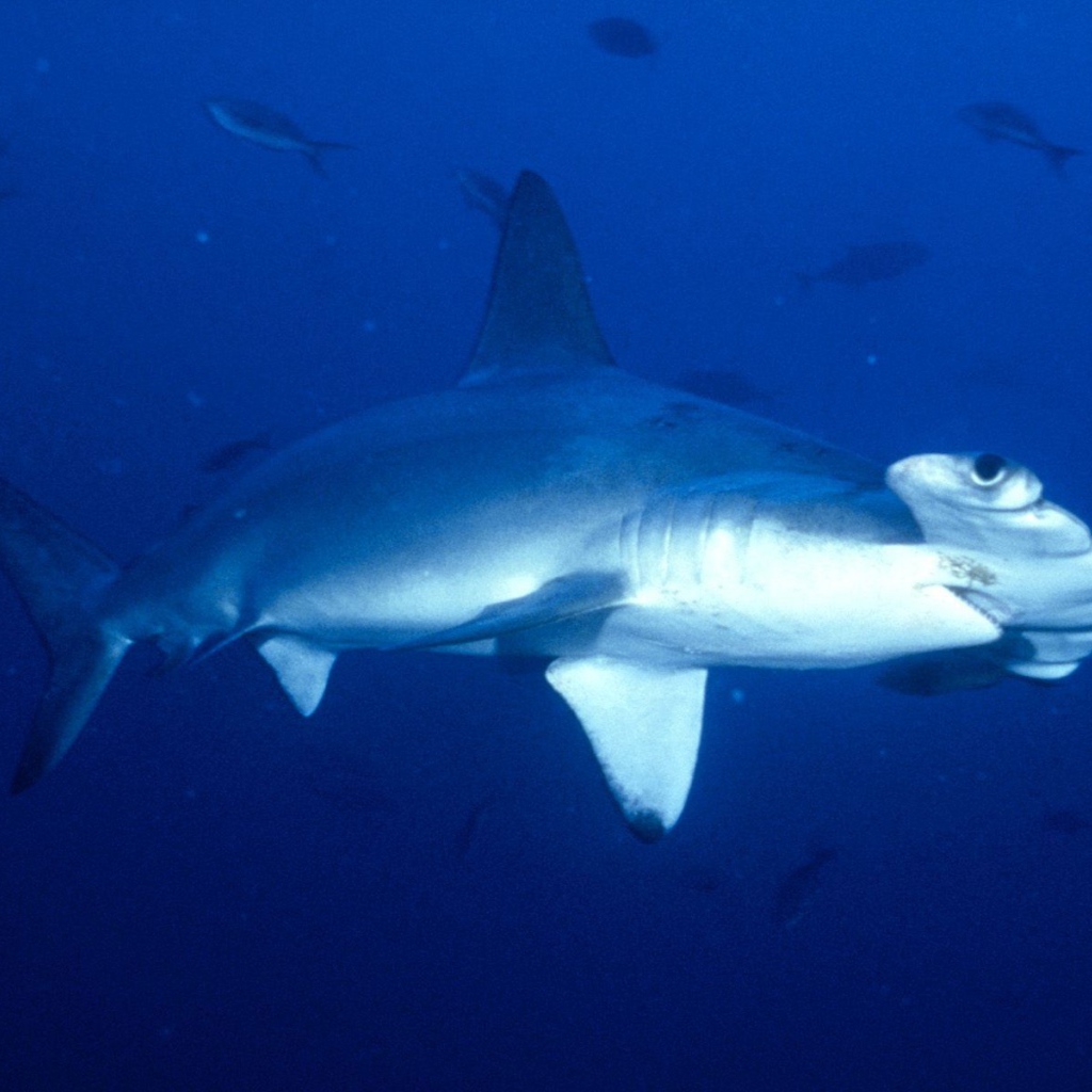 Акула-молот в Коста-Рика