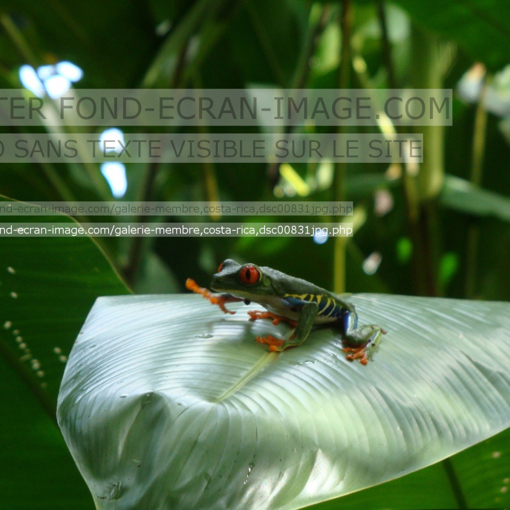 Геолинк Коста-Рика