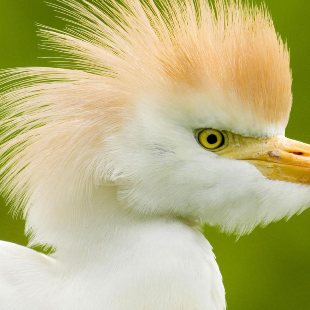 Интересные птицы в Коста-Рике