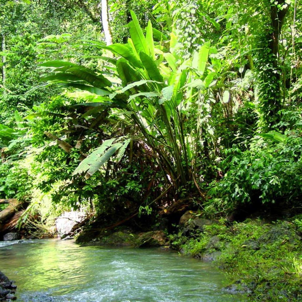 Джунгли Коста-Рика