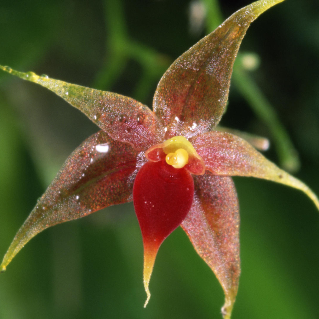 Орхидея в Коста-Рика