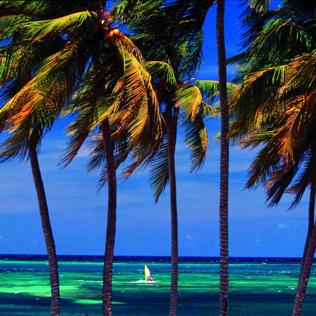 Пальмы на фоне моря на курорте Гуардалавака, Куба