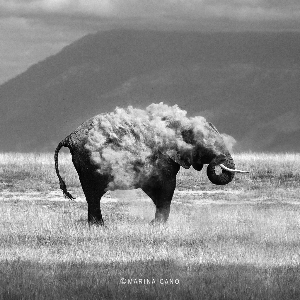 Фотография слон