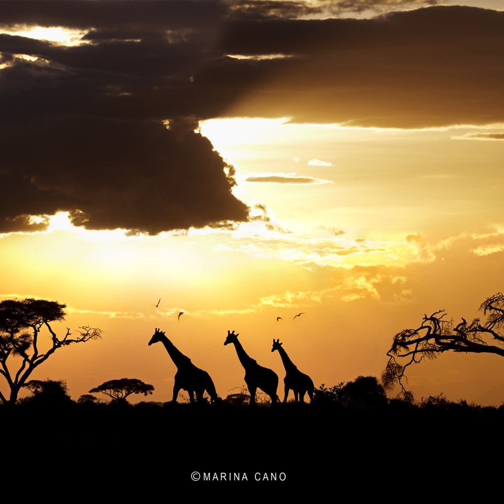 Фотография Закат в Африке