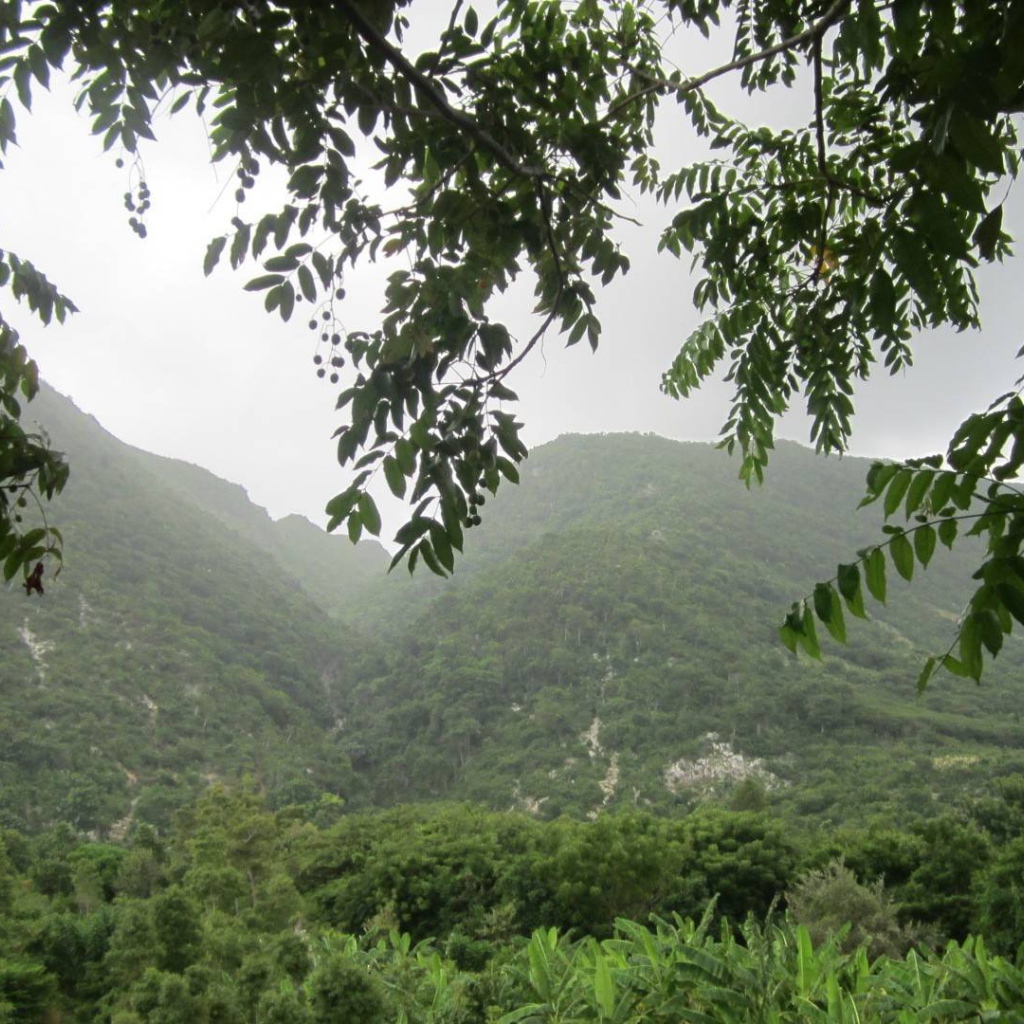 Тропический лес в Гаити