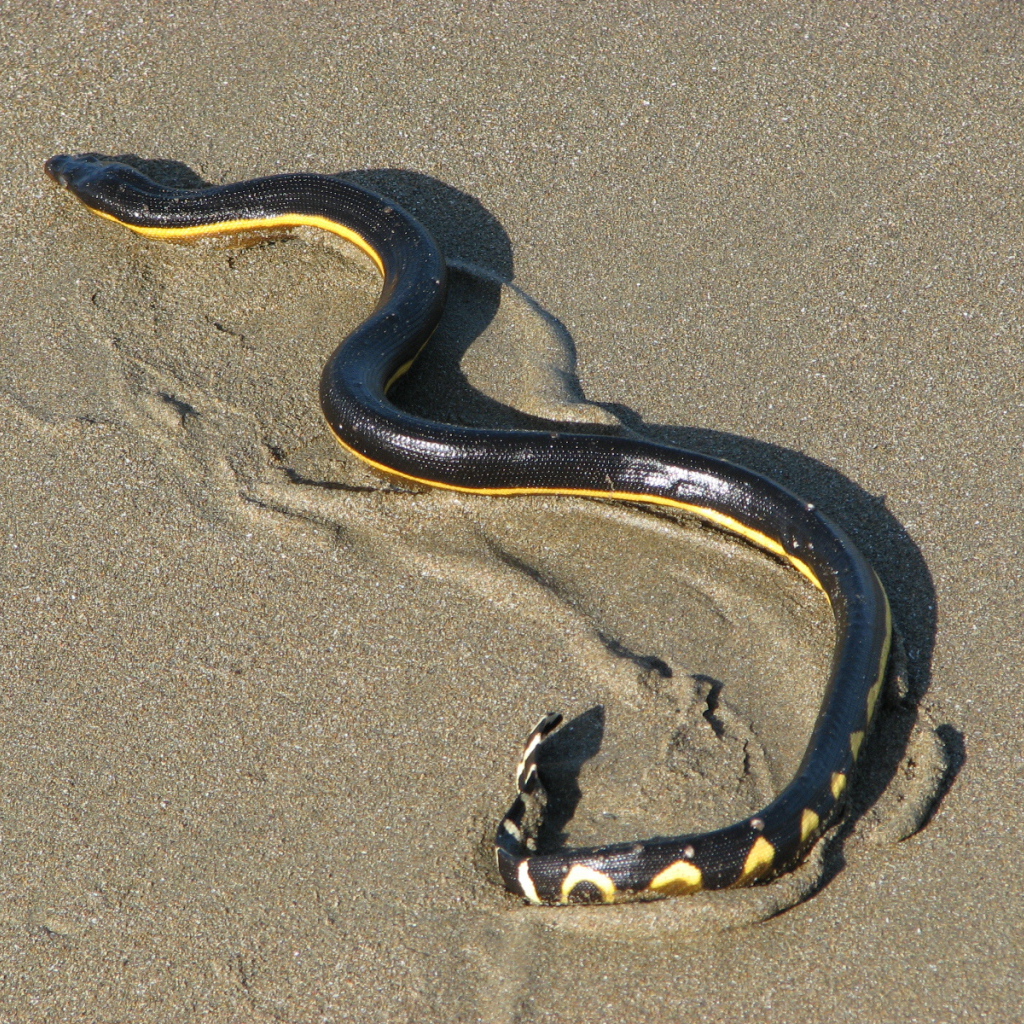 Змеи в Коста-Рике