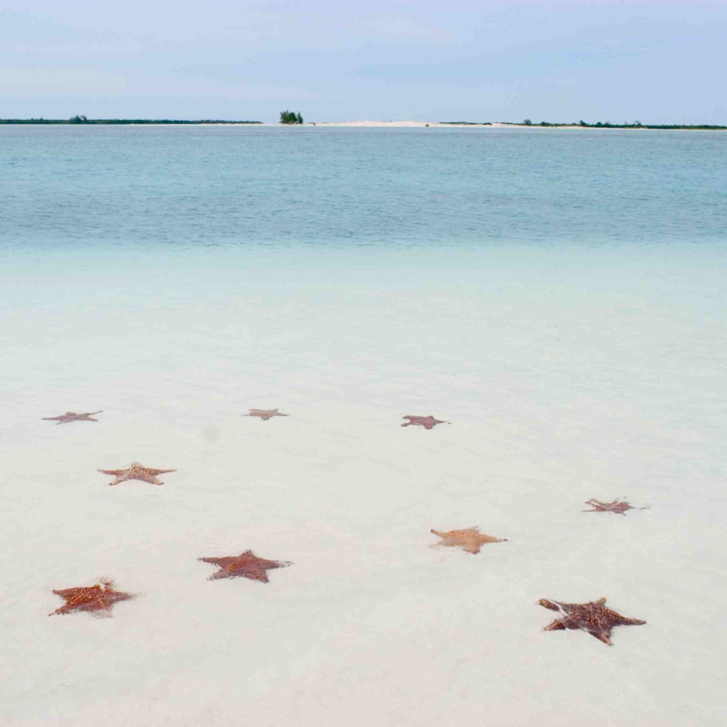 Морские звезды на пляже на курорте Кайо Ларго, Куба
